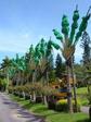 沖縄の観光地、東南植物楽園